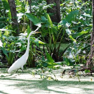 A Great Egret bird at the Pearl River National Wildlife Refuge