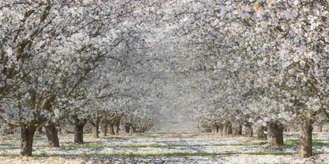 A row of white blossom trees