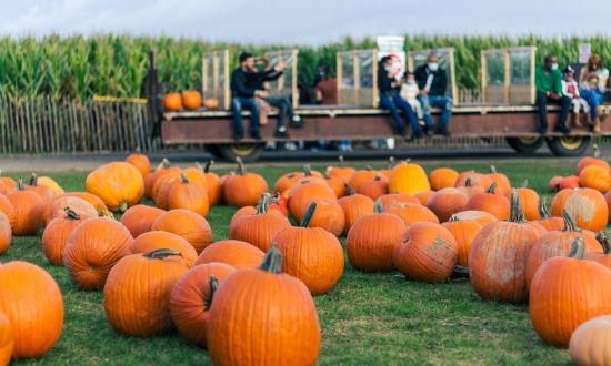 Pumpkin patch and hayride