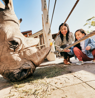 Feeding a rhino at Utah's Hogle Zoo