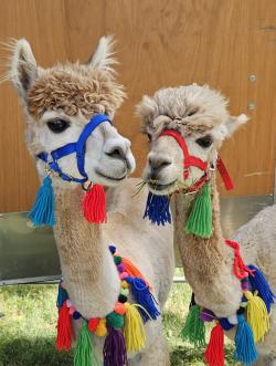 Picture of two Country Vale Alpacas in colorful harnesses with decorative flair