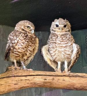 Burrowing Owls at Boonshoft