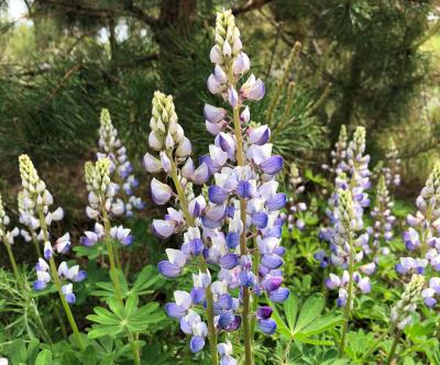 Lupines in Albany Pine Bush