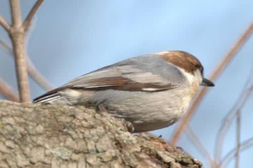 Brown-Headed Nuthatch
