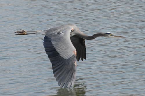 Great Blue Heron