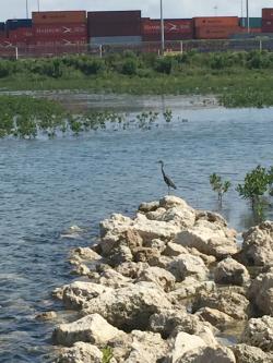 bird in mangroves