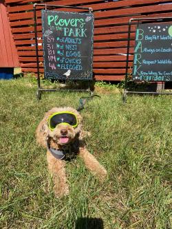 Sleeping Bear Dunes BARK Rangers