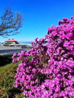Lilacs on the Burlington Waterfront