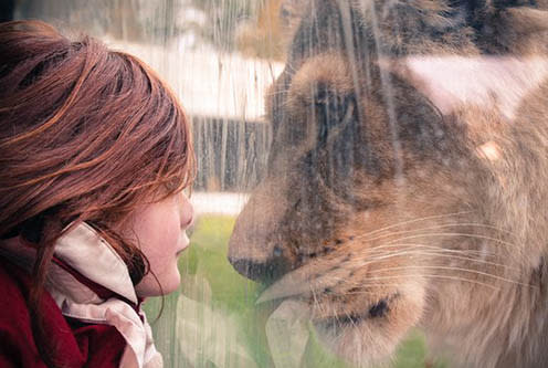 Girl and lion at new zoo