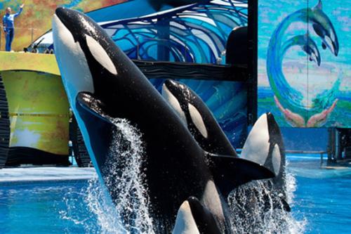 Orca Whales at SeaWorld San Diego