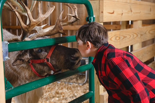 Boy gazing up close with reindeer