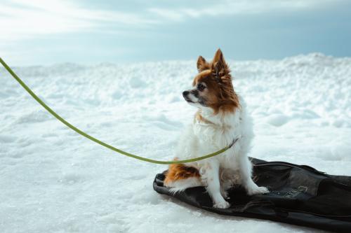 Small brown and white dog sitting in the snow