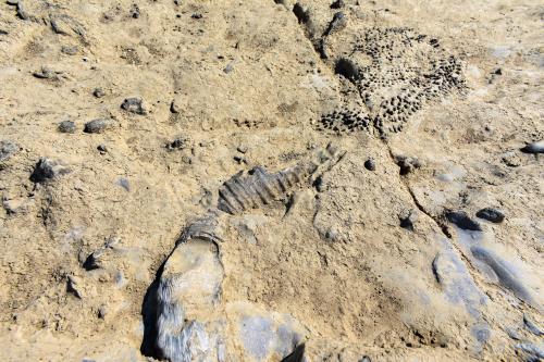 Fossils in Falls of the Ohio State Park.