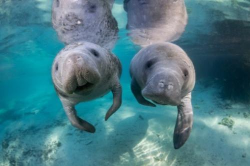 Two manatees are pictured in the clear and pristine water of Blue Spring State Park.