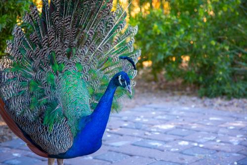 Sahuaro Ranch Park (Peacock)