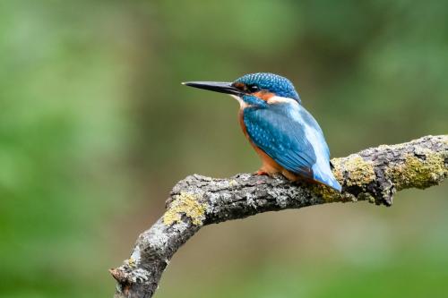 Photograph of a Kingfisher with a fish