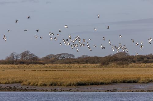 Lapwing at RSPB Pagham Harbour