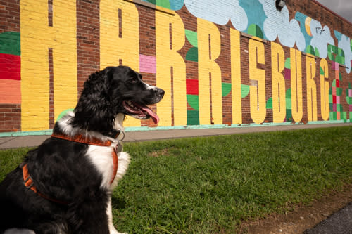 Dog in front of Harrisburg Mural