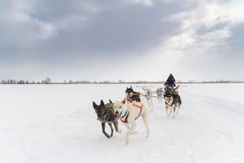 Dog Sled Racing