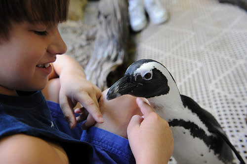 Kid Petting a Penguin