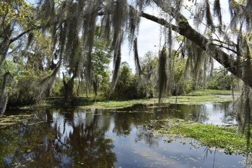 Barataria Preserve