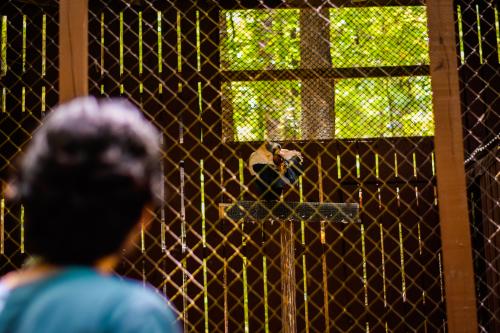 A guest watches a vulture preen its feathers at the Carolina Raptor Center.