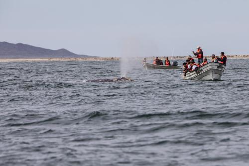 Avistamiento Ballena Gris