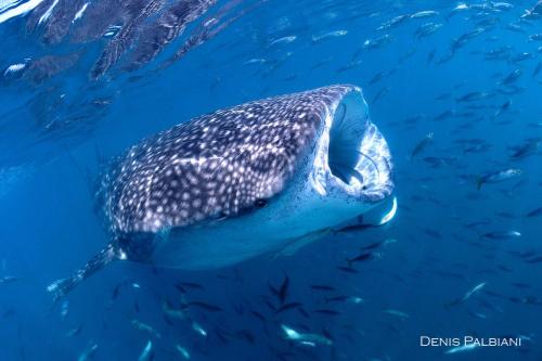 whale shark