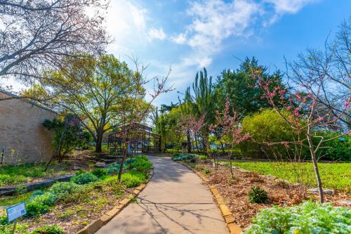 Paved walking path between lush trees with pink blooming flowers