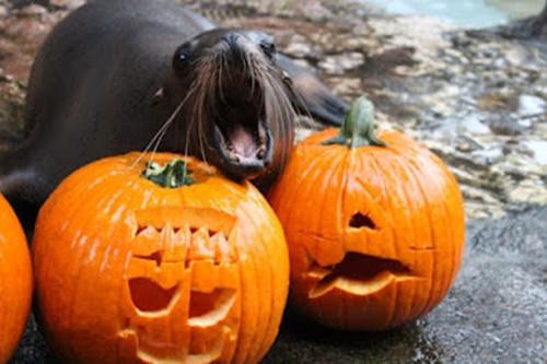 two jack o lanterns with sea lion at north carolina zoo