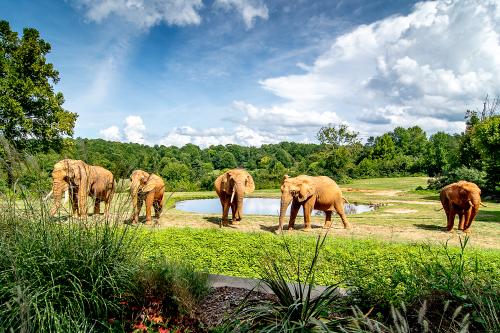 NC Zoo