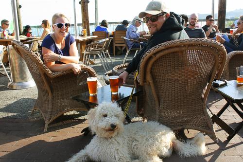 Dog at HMB Brewing Co.