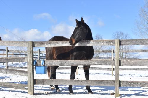Thoroughbred Retirement Foundation