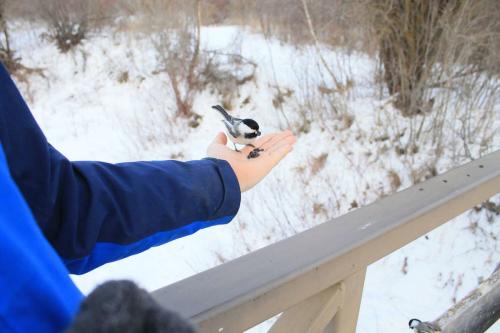 Chickadee at Beaver Creek