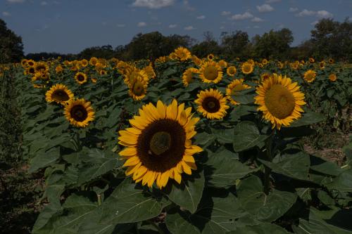 Sunflowers