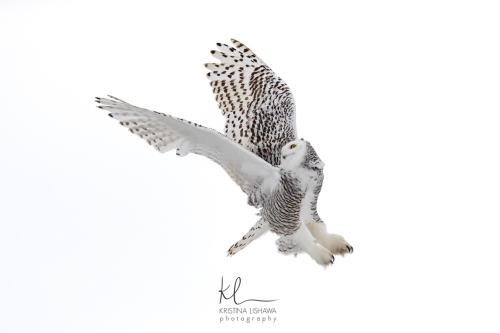 Snowy Owl