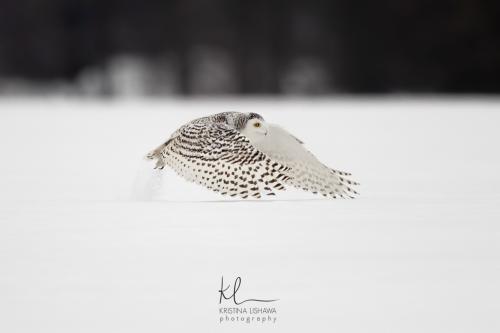 Snowy Owl