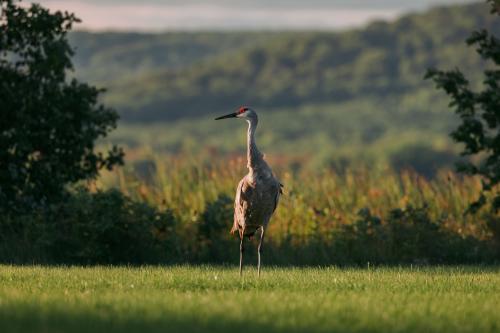 Sandhill Crane