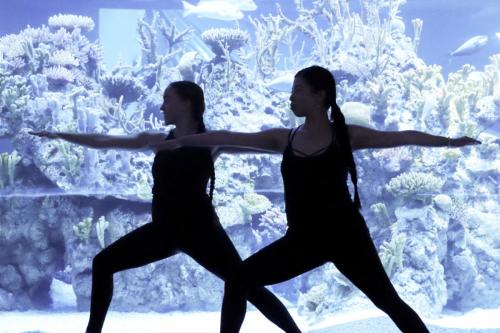 Searenity Yoga