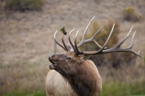 elk bugling tour nw trek