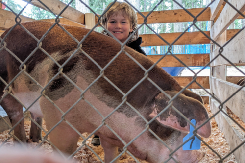 pierce county fair pig child