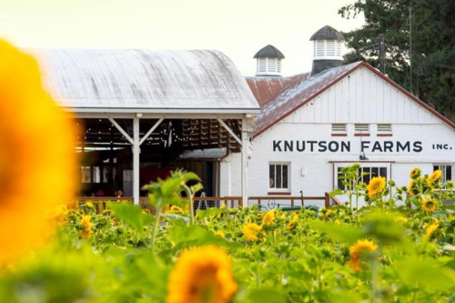 sunflower days knutson farms