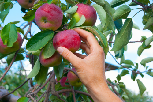 u-pick apples