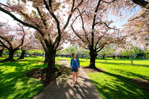 Cherry Blossoms Clark College