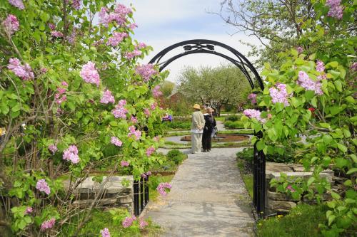 Lilac Garden