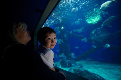 Explore the Virginia Aquarium