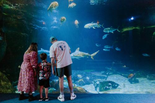 man and woman with small boy looking at the tank at an aquarium