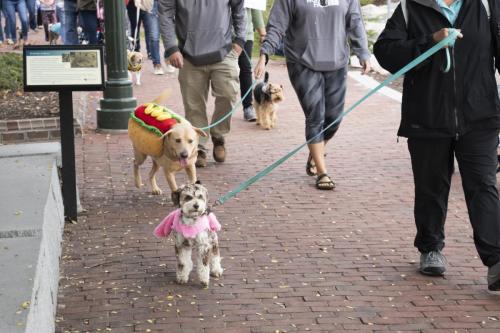 Fall Happenings Pups