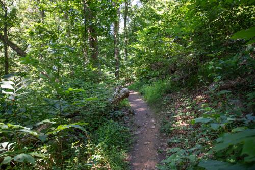 Alapocas Woods Trail