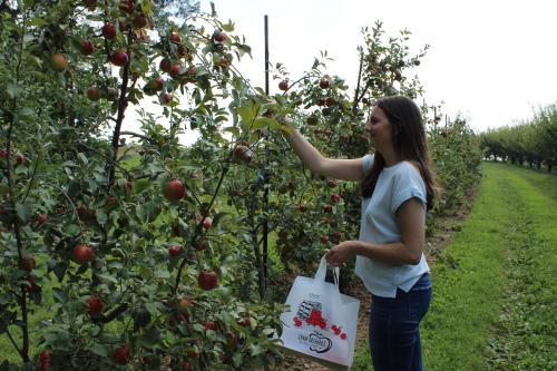 apple picking at Shaw Orchards